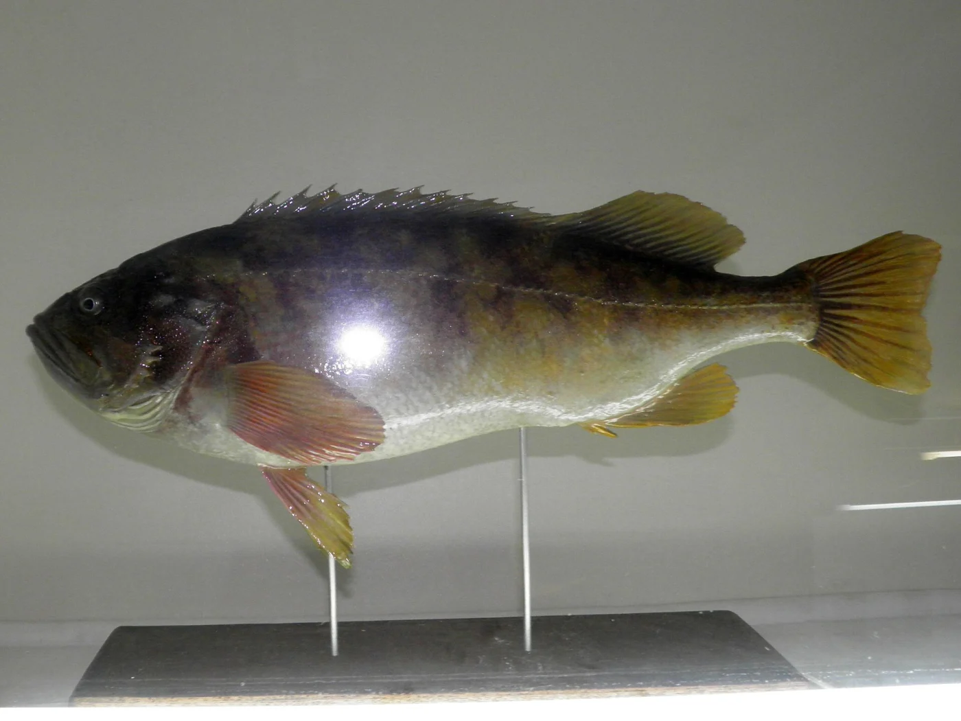 gray rockfish
