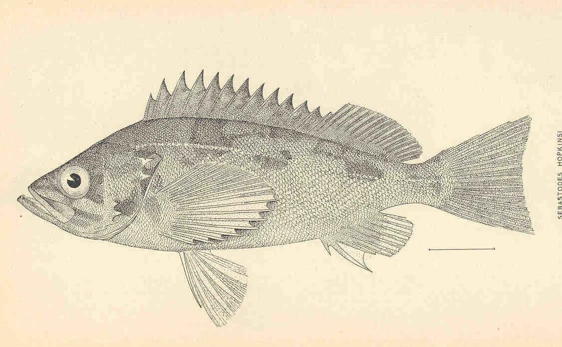 squarespot rockfish
