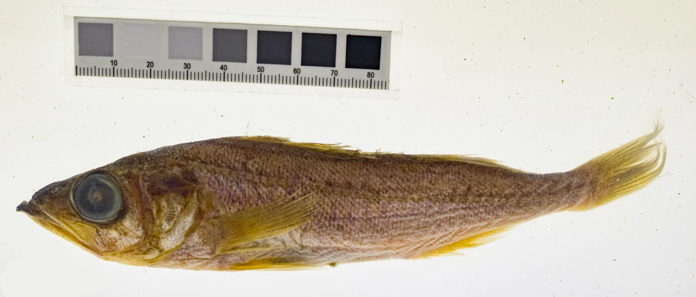 shortbelly rockfish