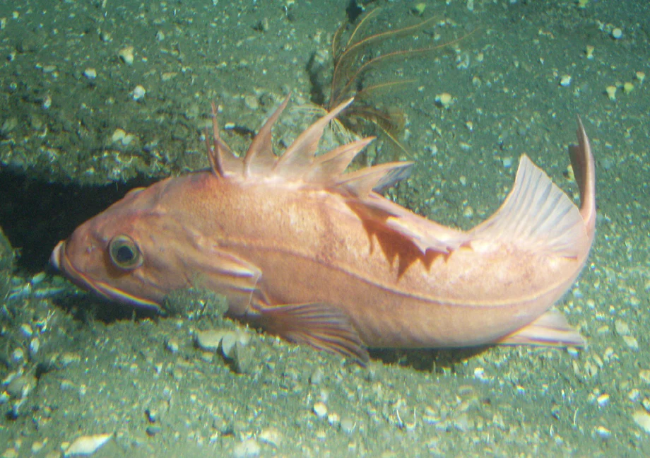 cowcod
