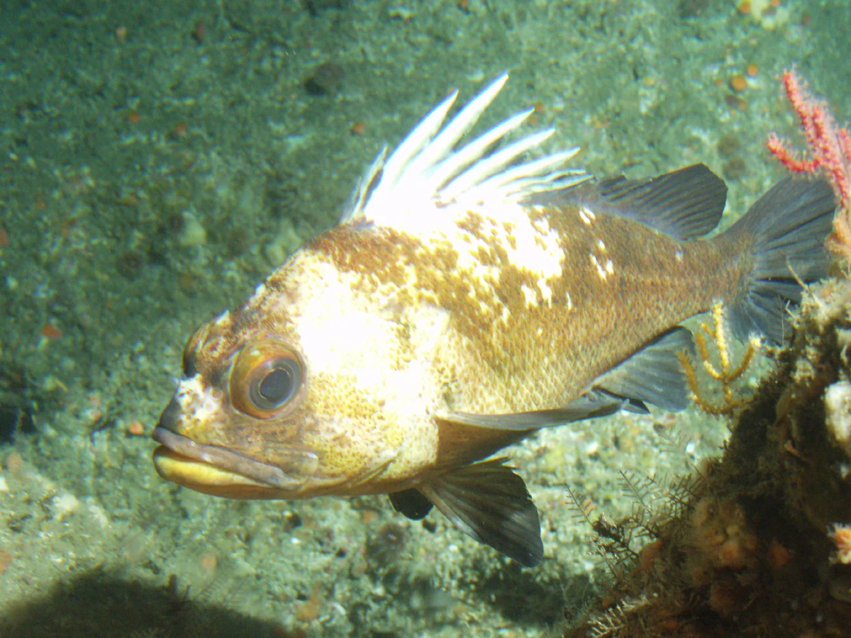quillback rockfish