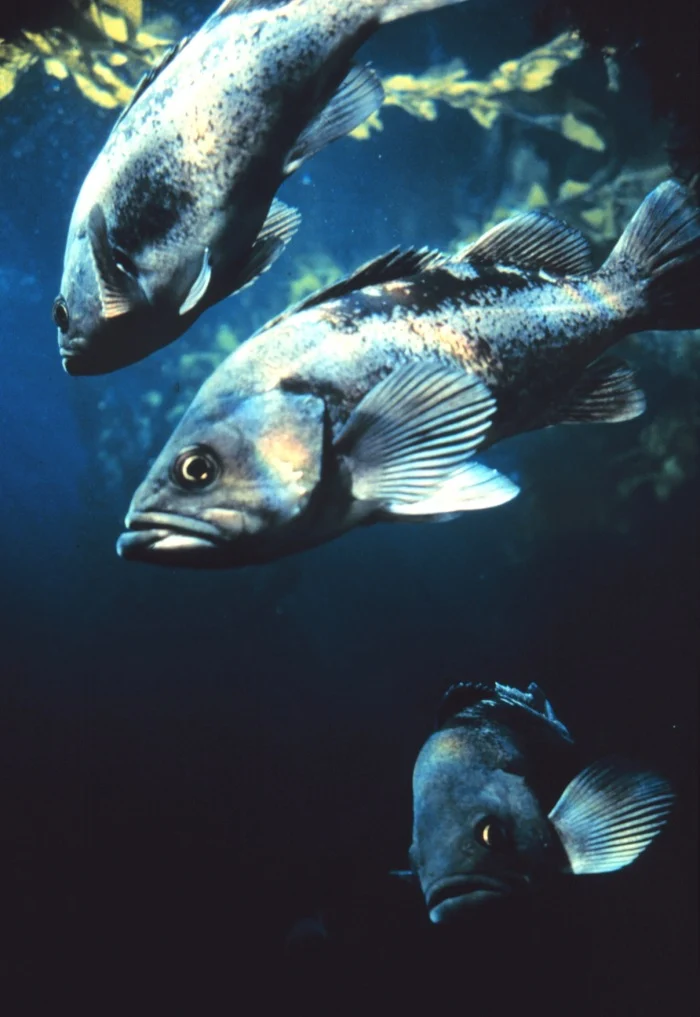 black rockfish