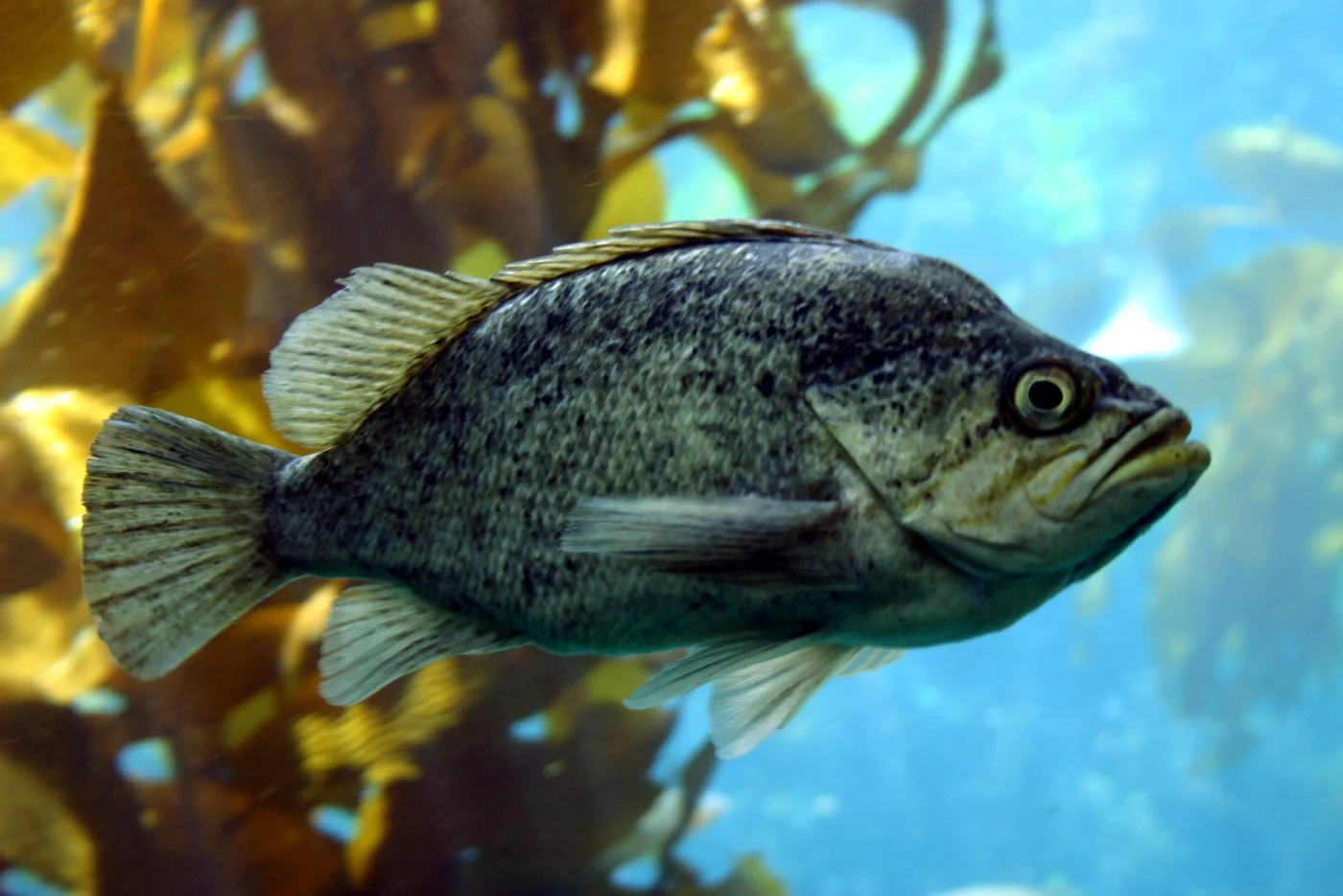 whitespotted rockfish