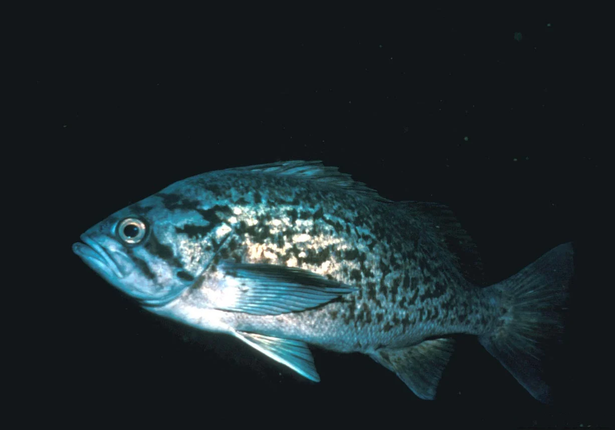 blue rockfish