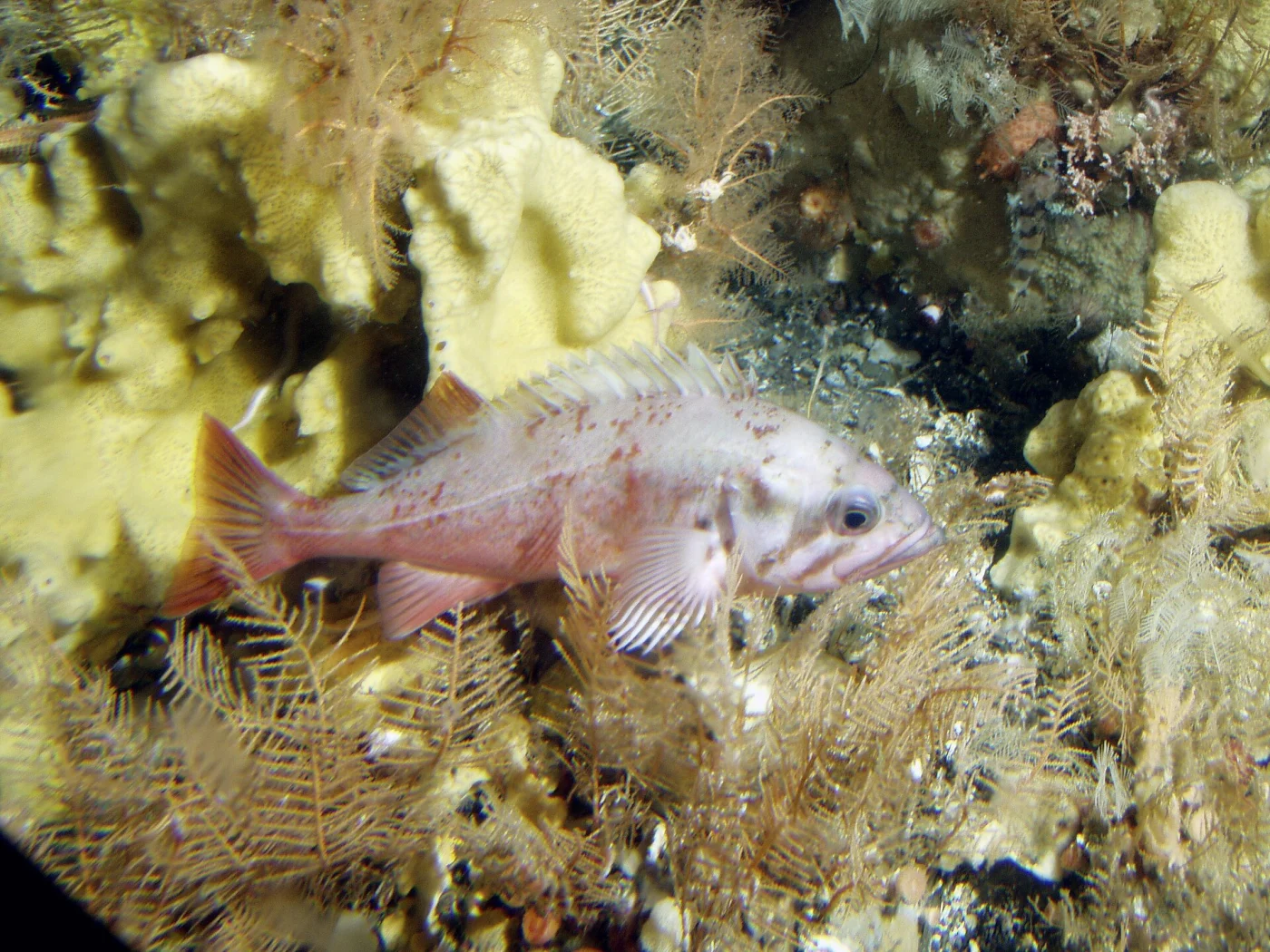 northern rockfish