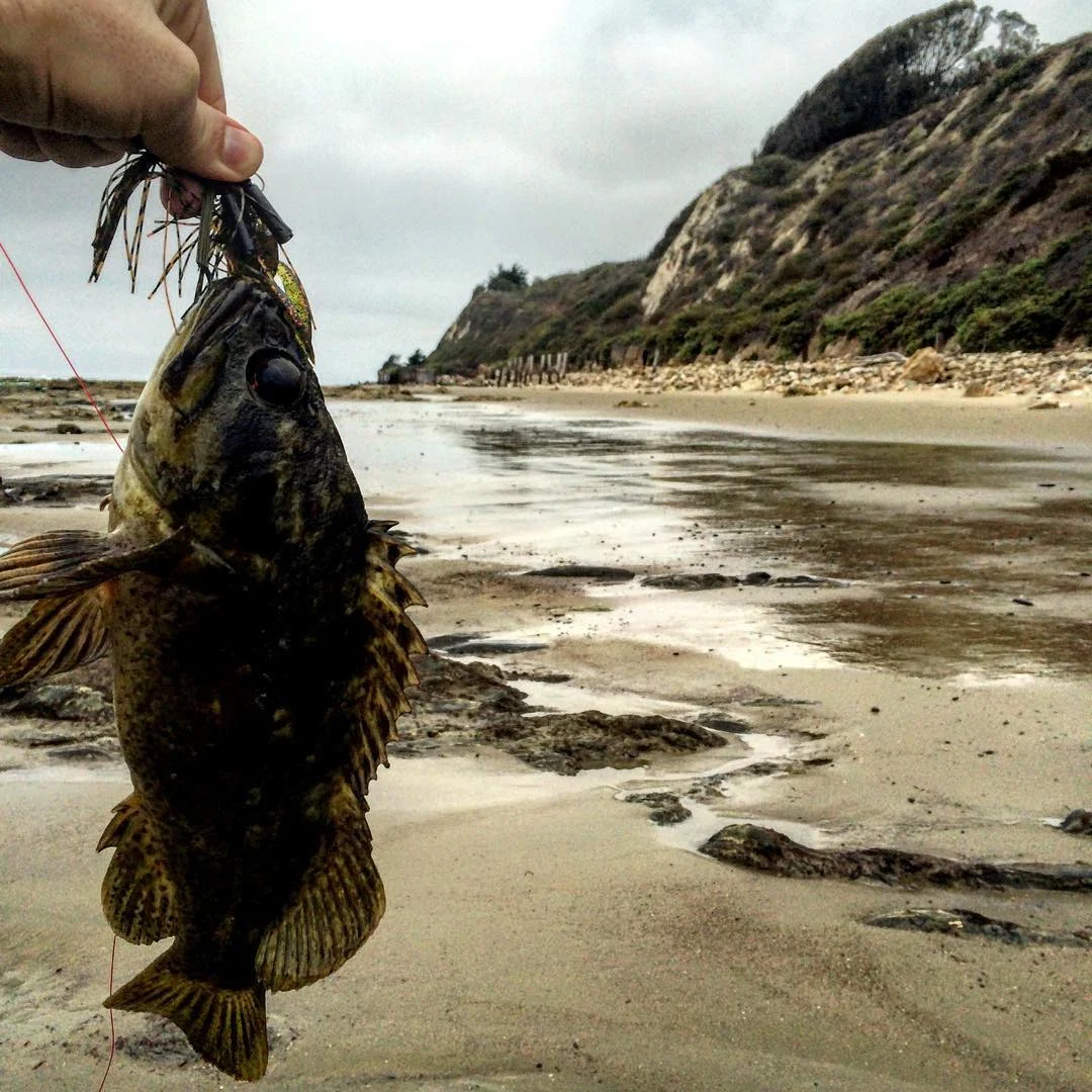 grass rockfish