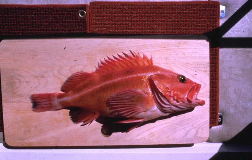 yellowmouth rockfish