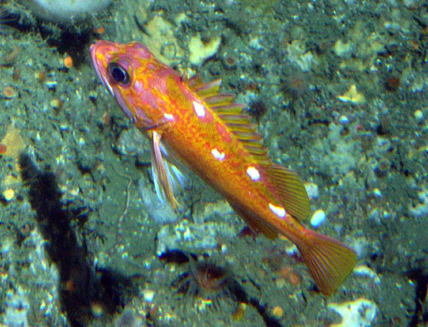 rosy rockfish