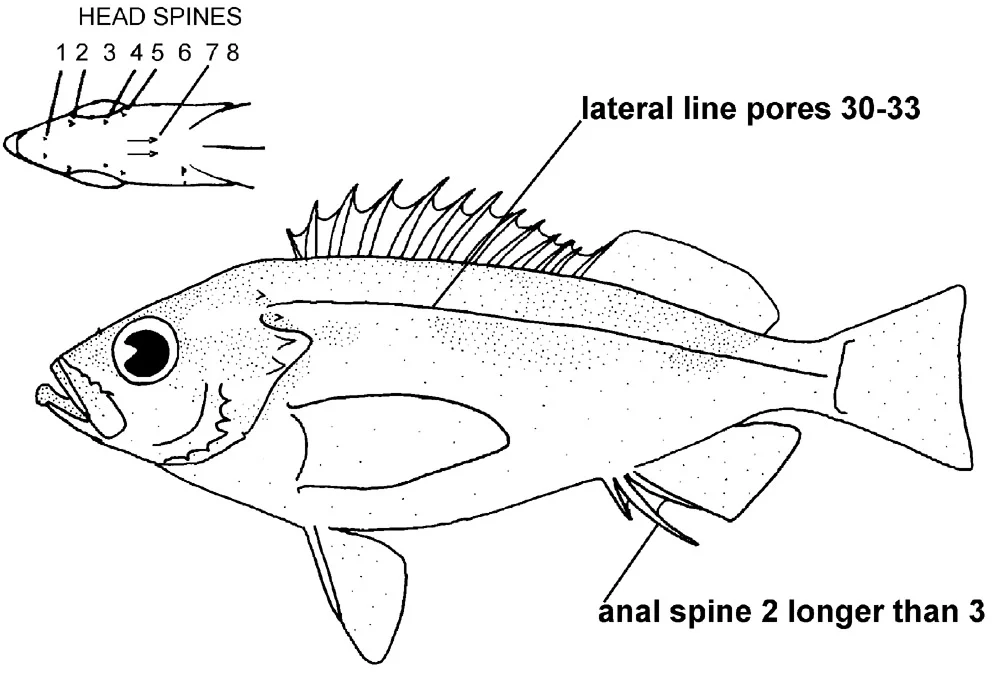 dwarf-red rockfish