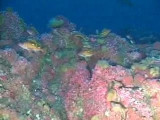 bank rockfish
