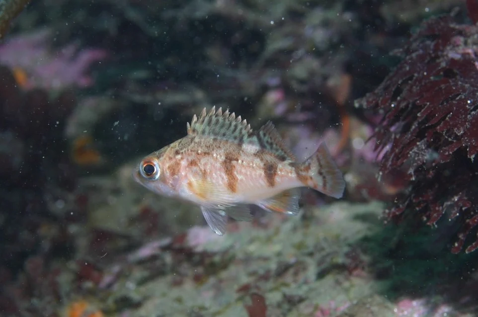 stripetail rockfish