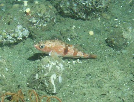 halfbanded rockfish