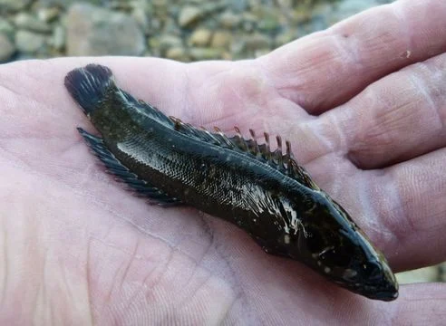olive rockfish