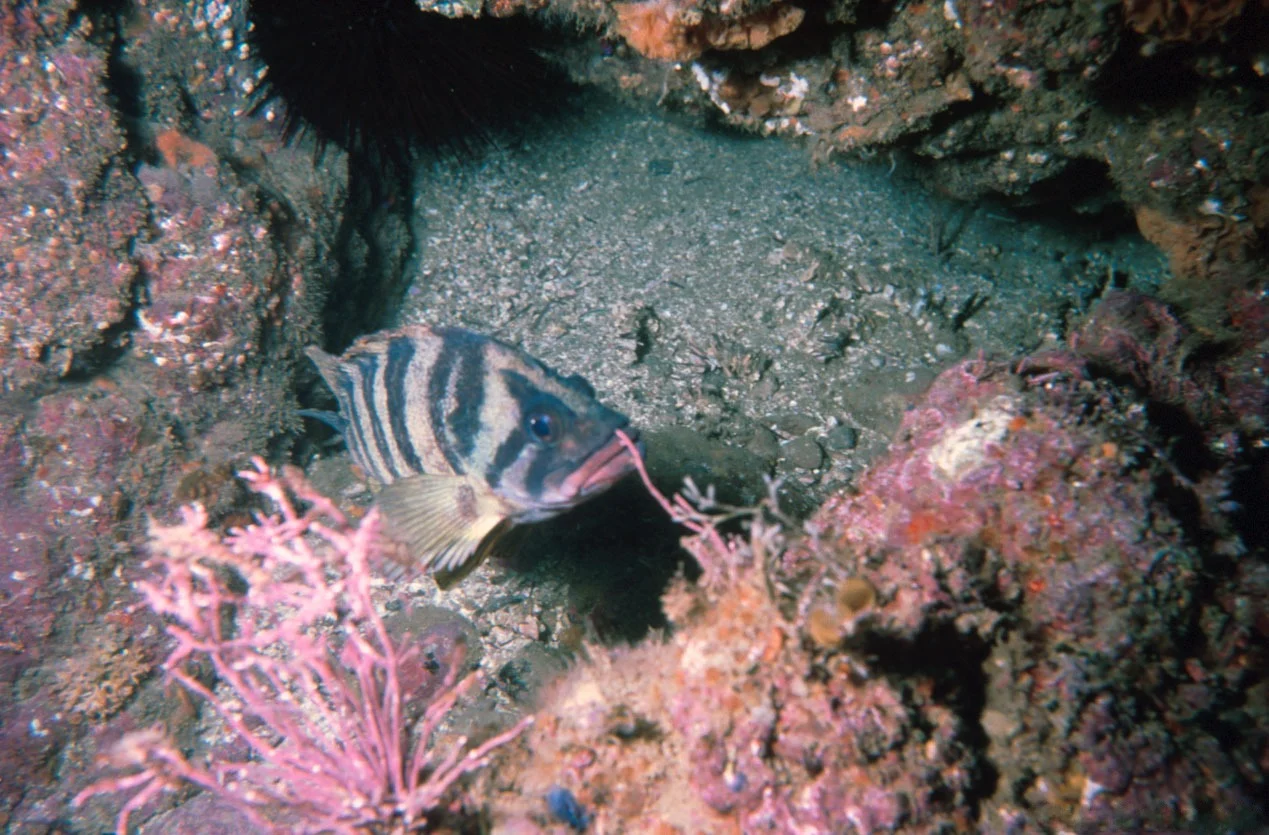 treefish