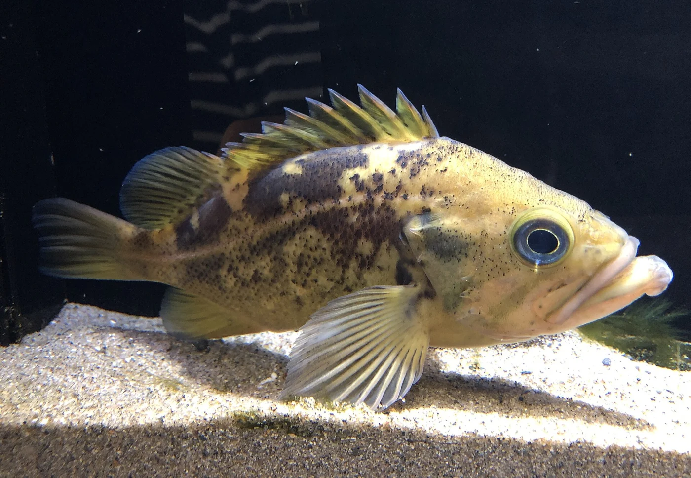 Yellow body rockfish