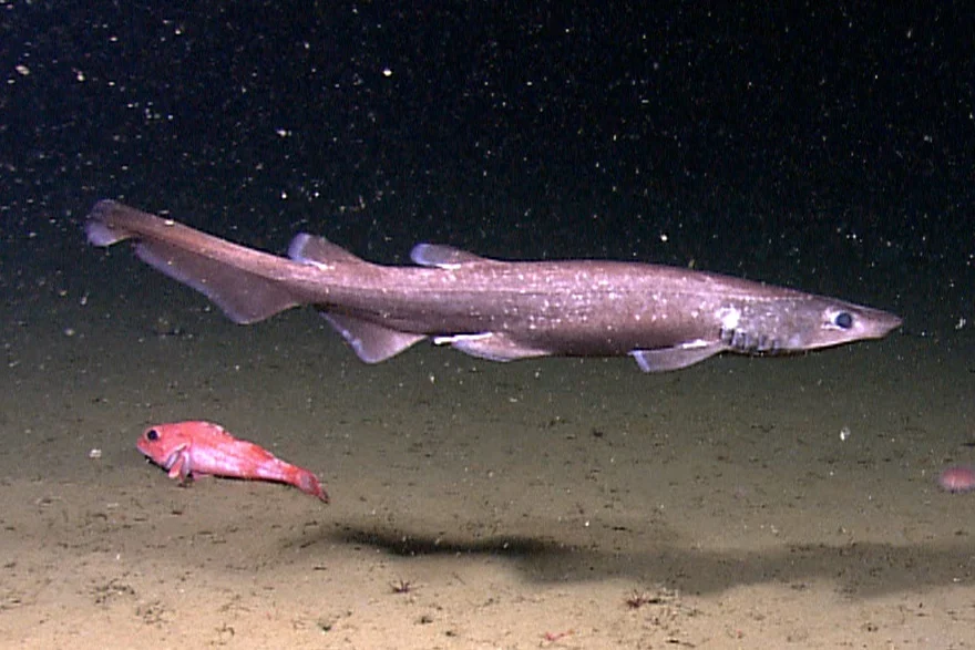 Shortspine Thornyhead