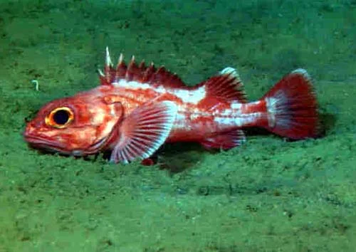 longspine thornyhead