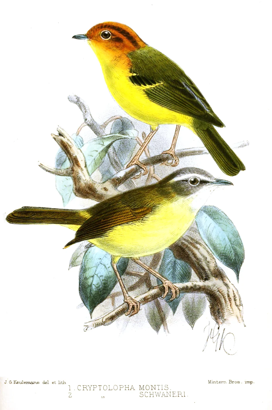 Yellow-breasted Warbler