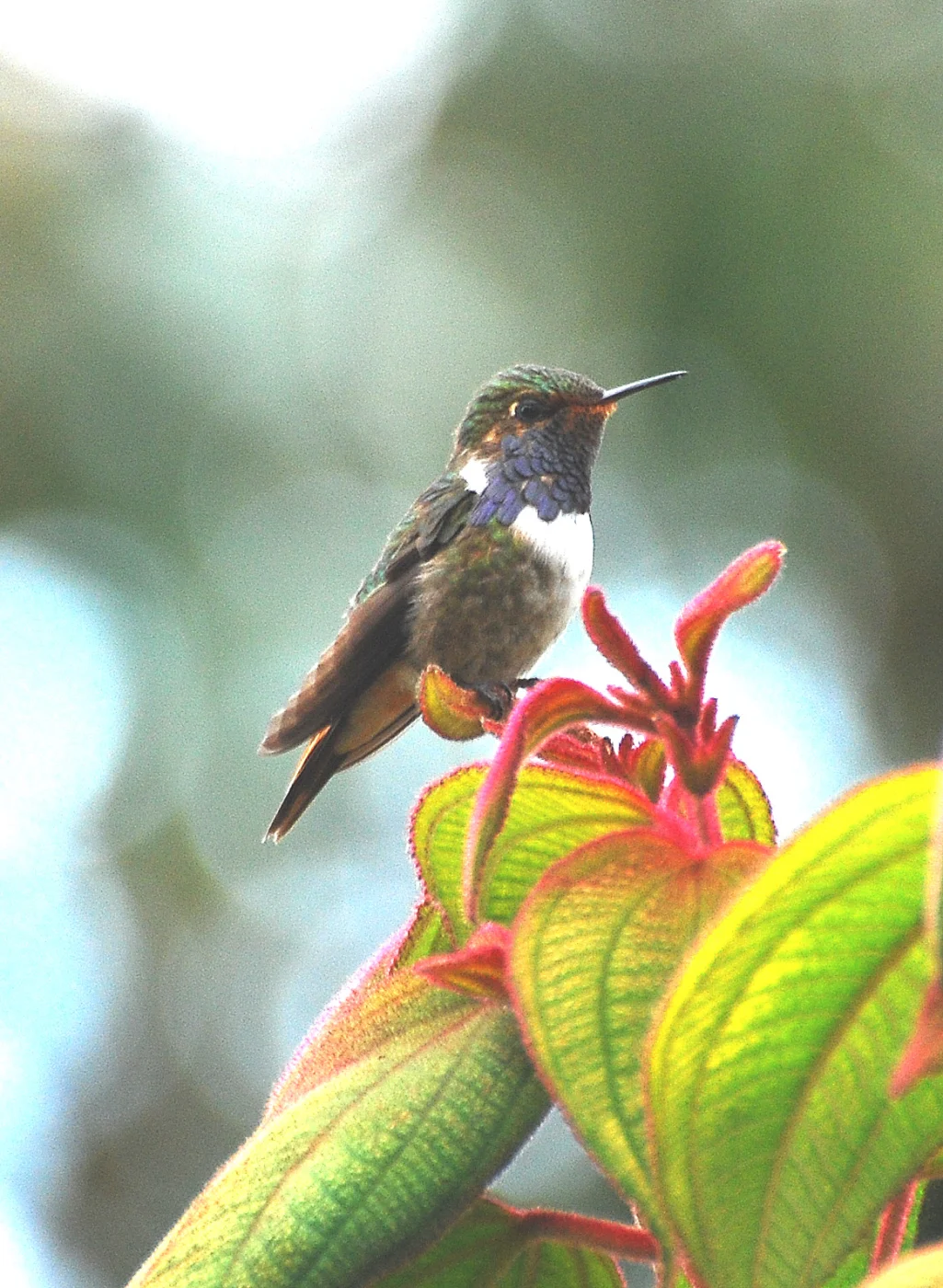 Volcano Hummingbird