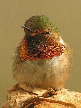 Scintillant Hummingbird