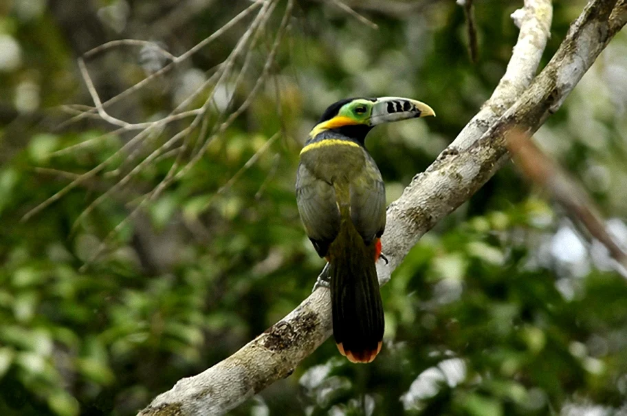 Spot-billed Toucanet