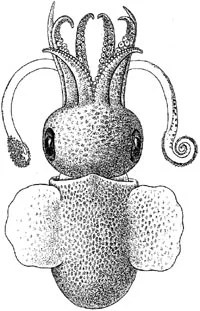 Atlantic bob-tailed squid
