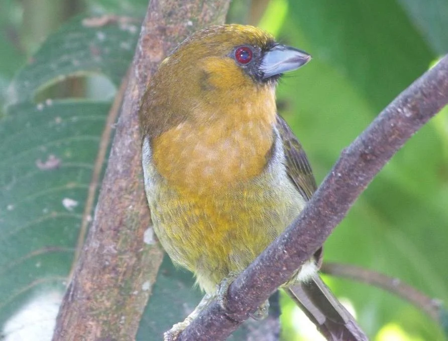 Apricot Prongbill