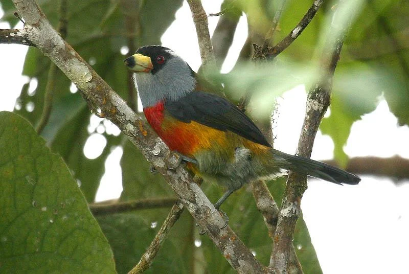 Red-bellied Prongbill
