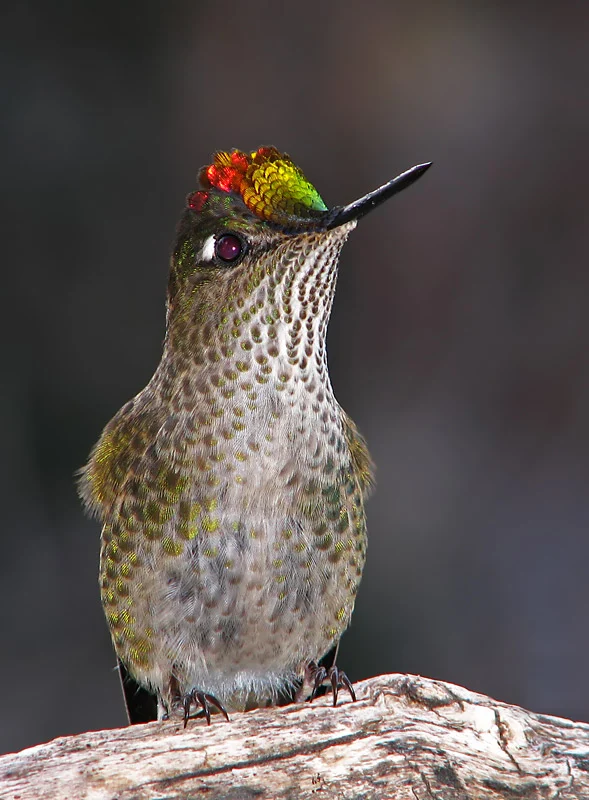 Green-backed Firecrown