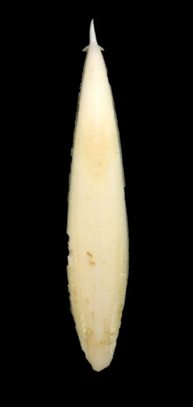 Sepia mascarensis