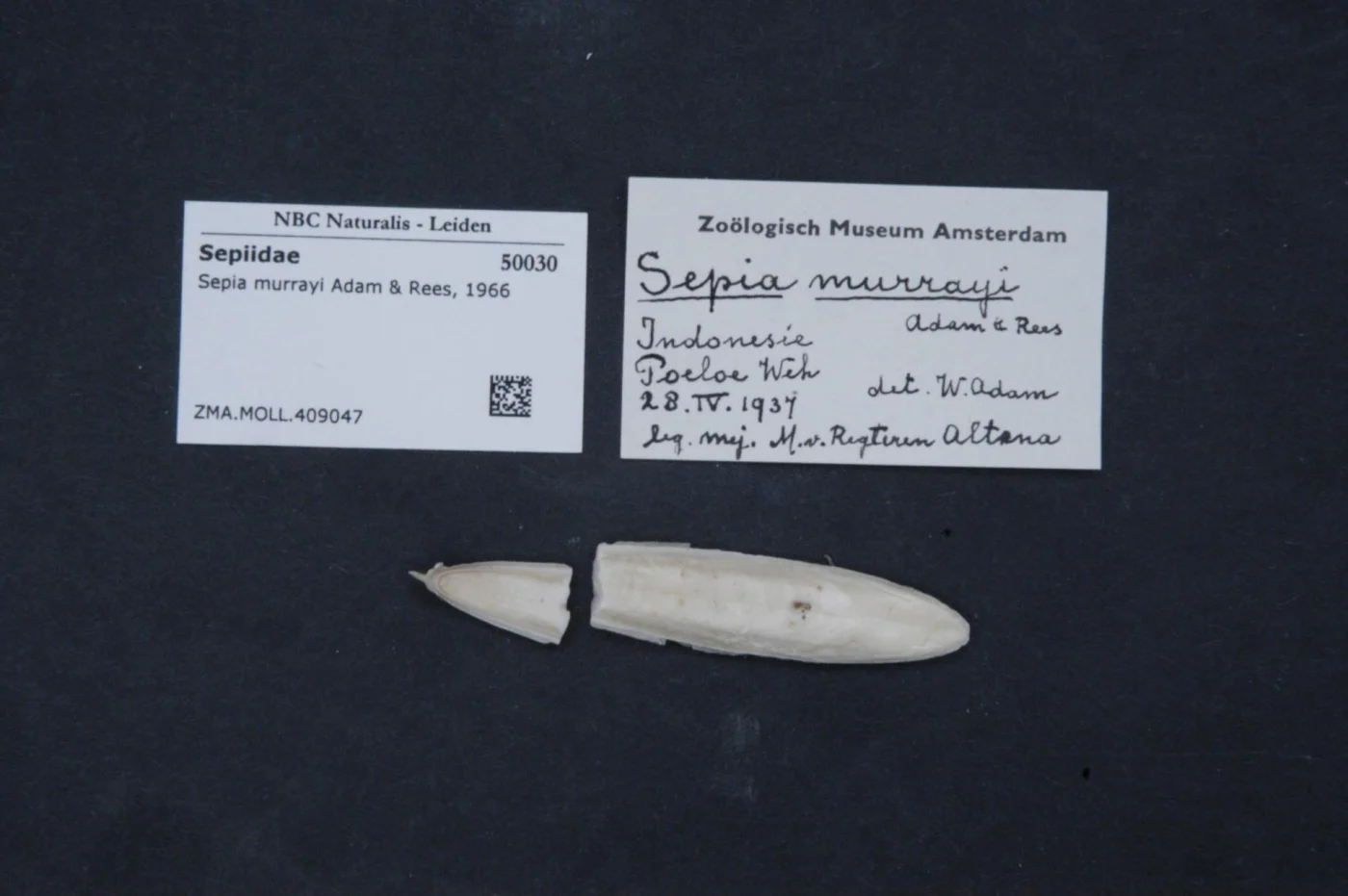 Frog cuttlefish
