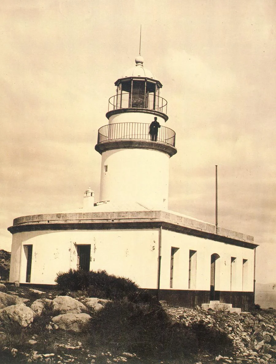 Sepia plana