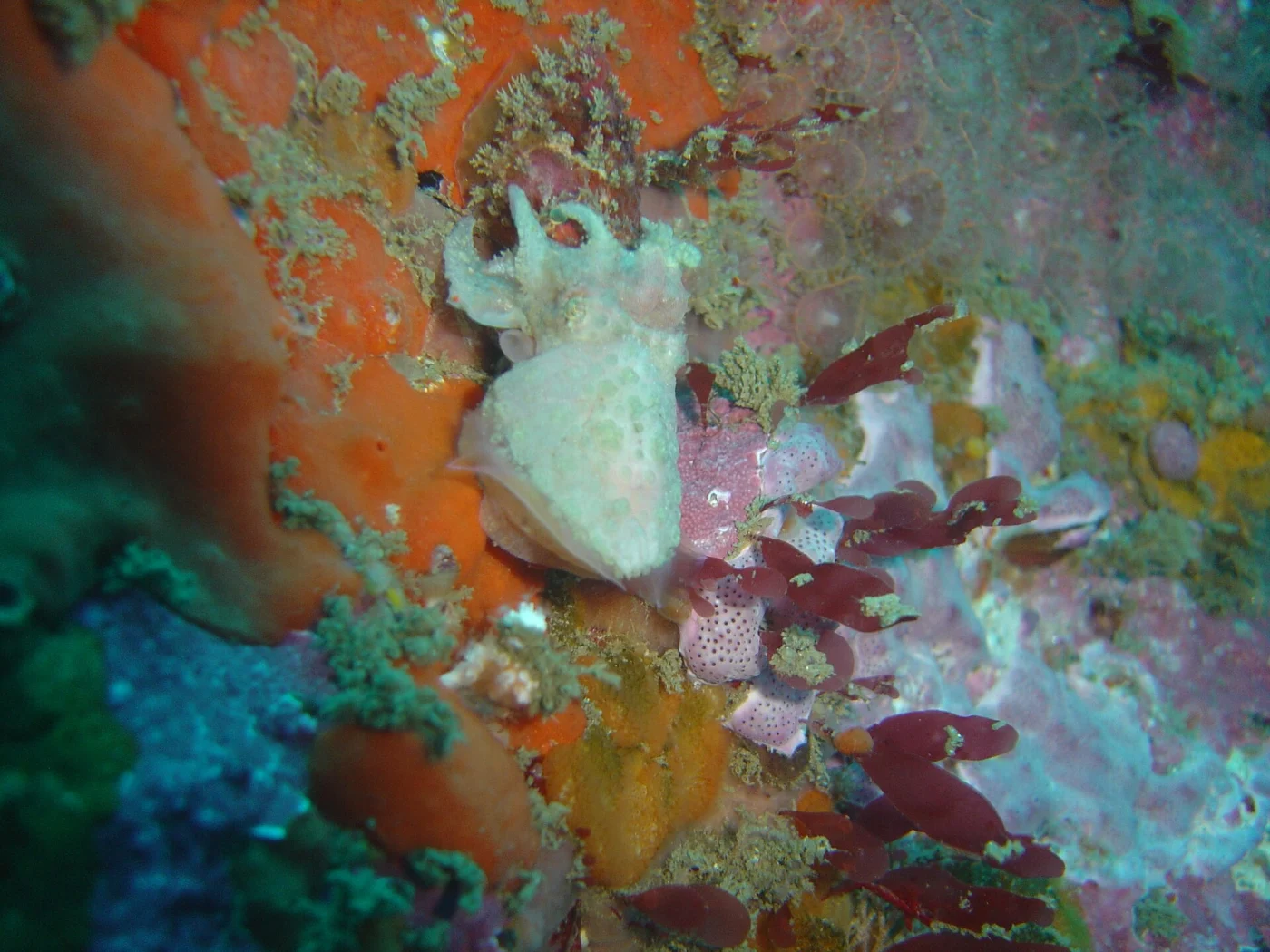 tuberculate cuttlefish