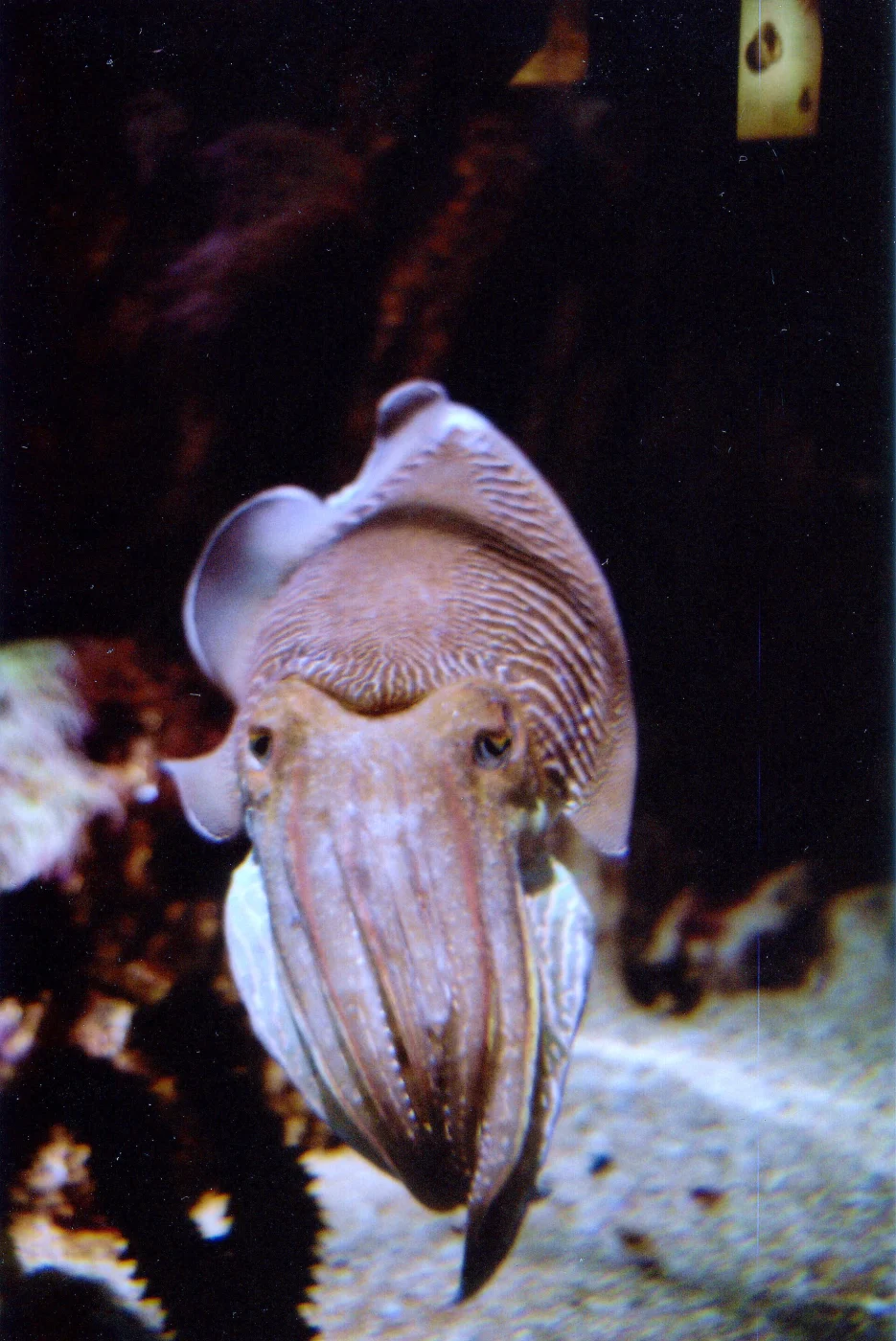 Voss' cuttlefish