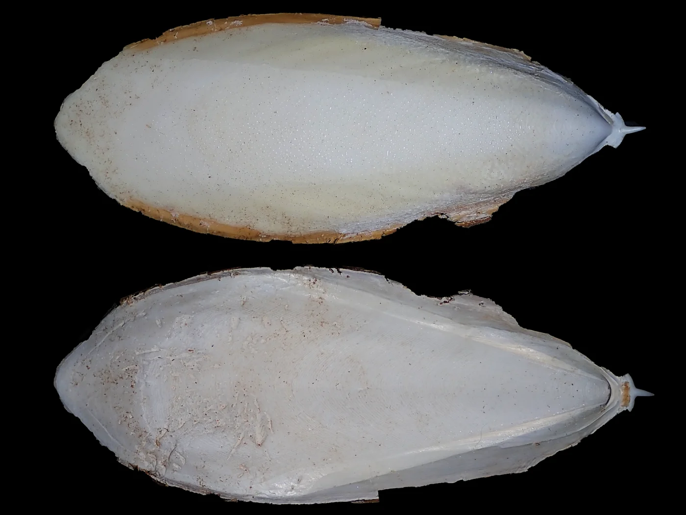 Whitley's Cuttlefish