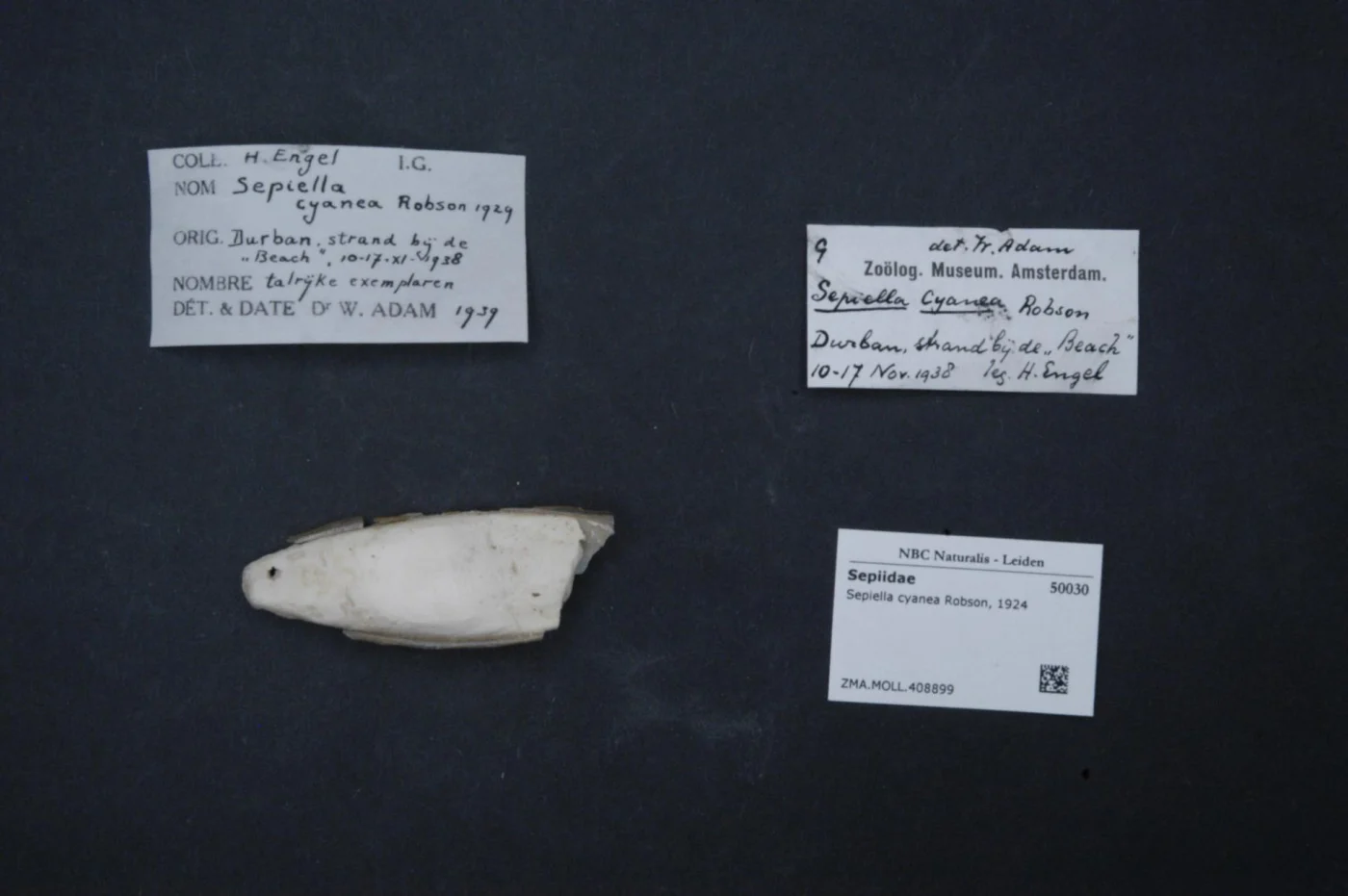 Cyan Spineless Cuttlefish