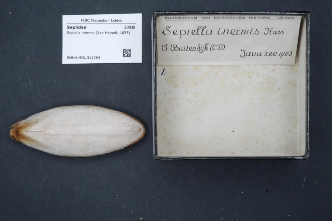 Sepiella maindroni