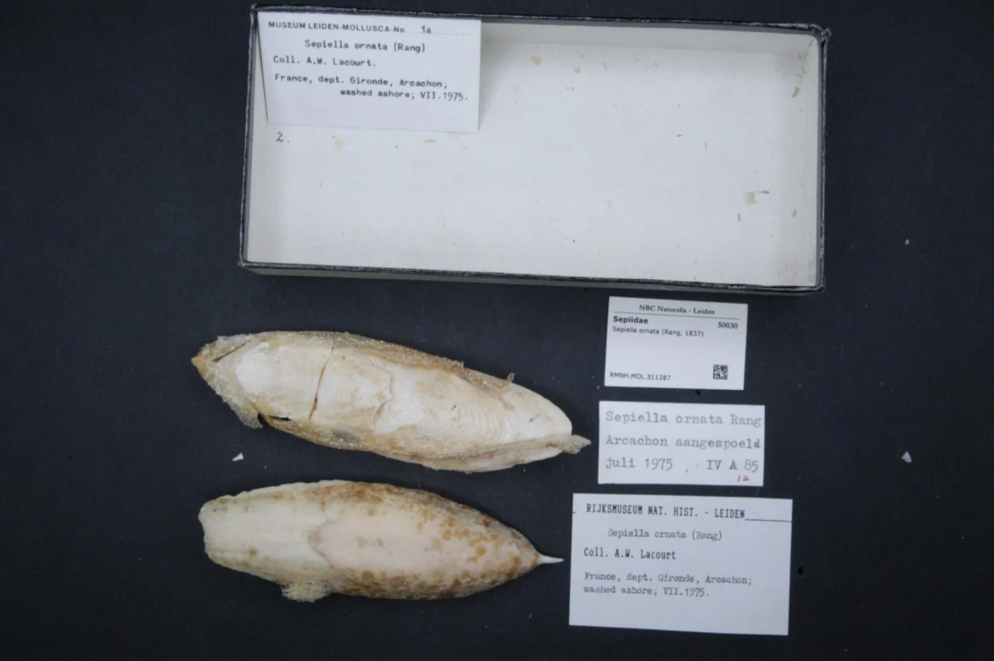 Ornate Spineless Cuttlefish