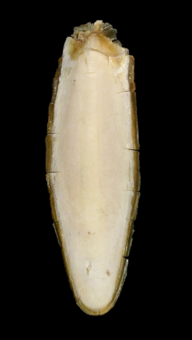 Web's Cuttlefish