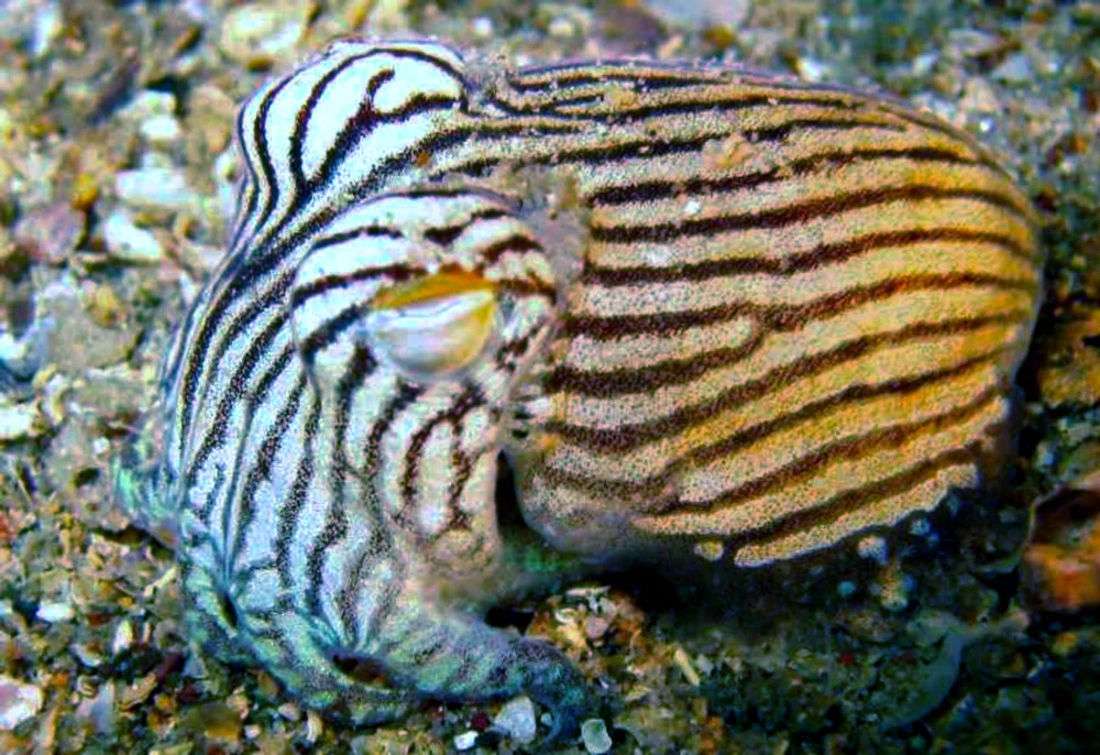 Striped Dumpling Squid