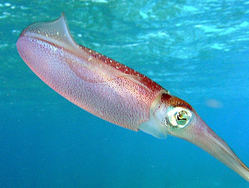 Atlantic oval squid