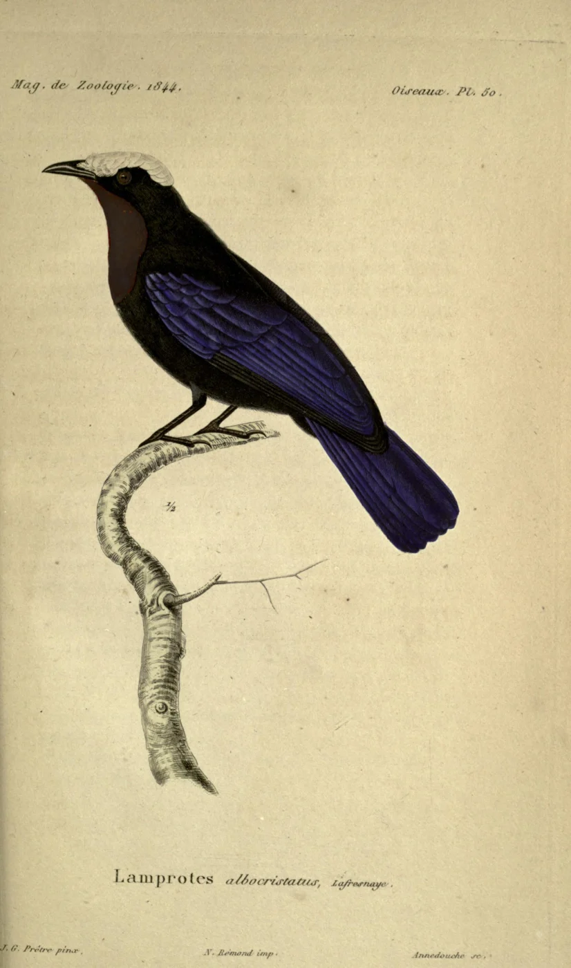 White-capped Tanager