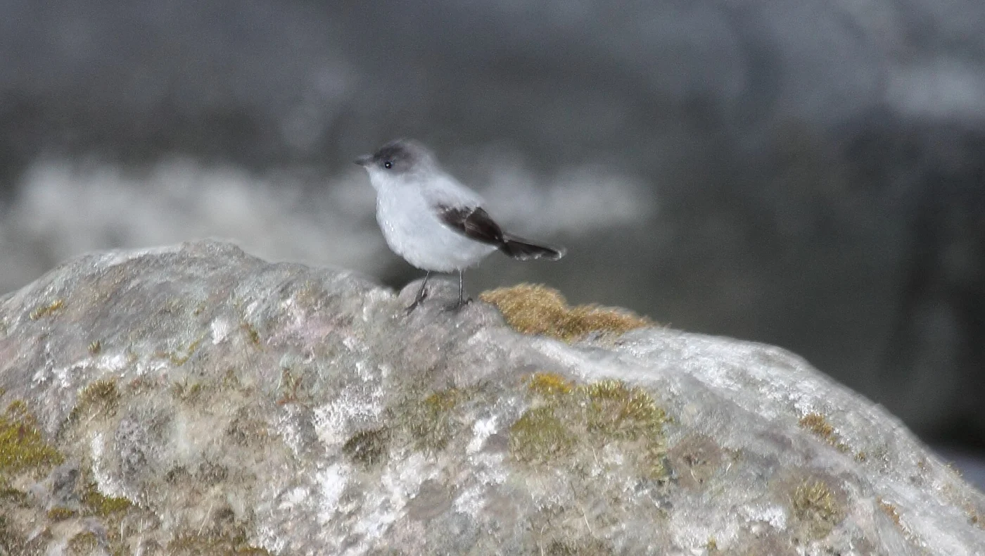 Torrent Tyrannulet