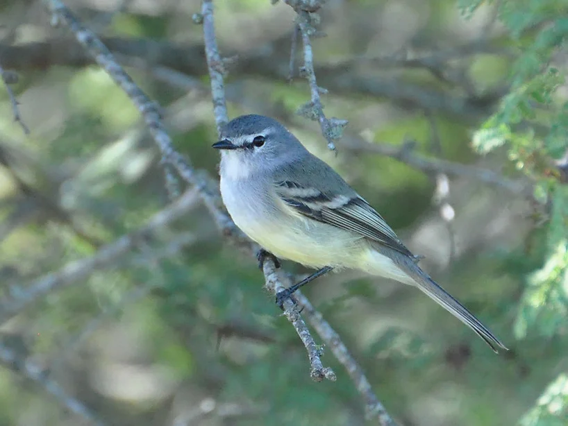 White-crested Tyrannulet