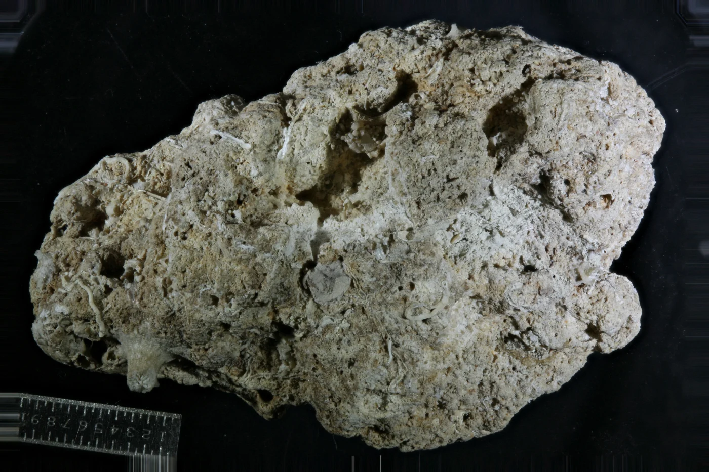 Setosella spiralis