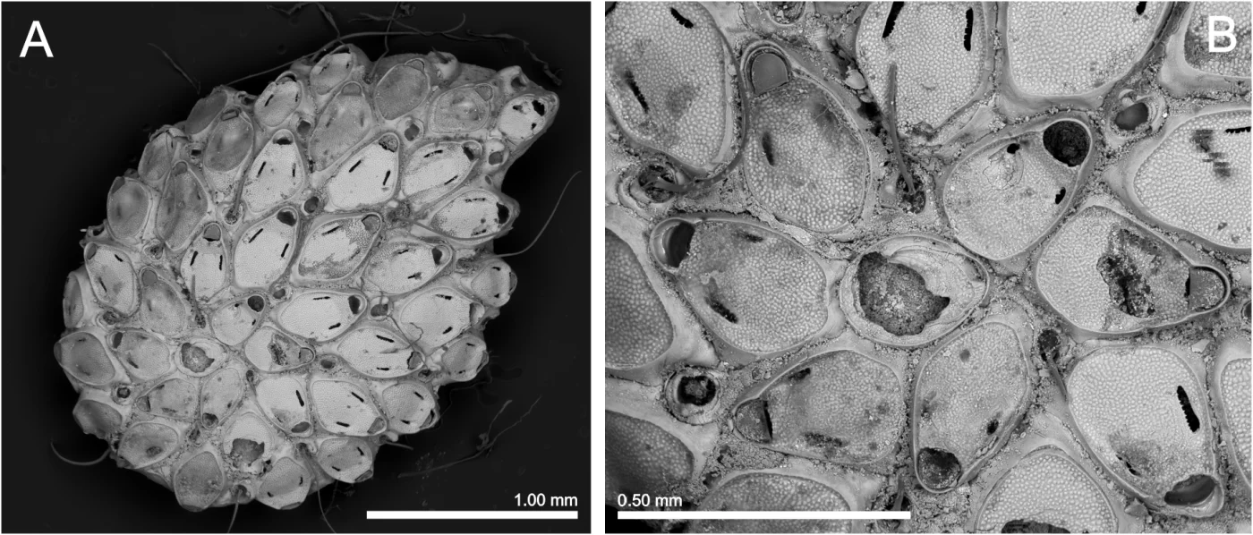 Setosella vulnerata