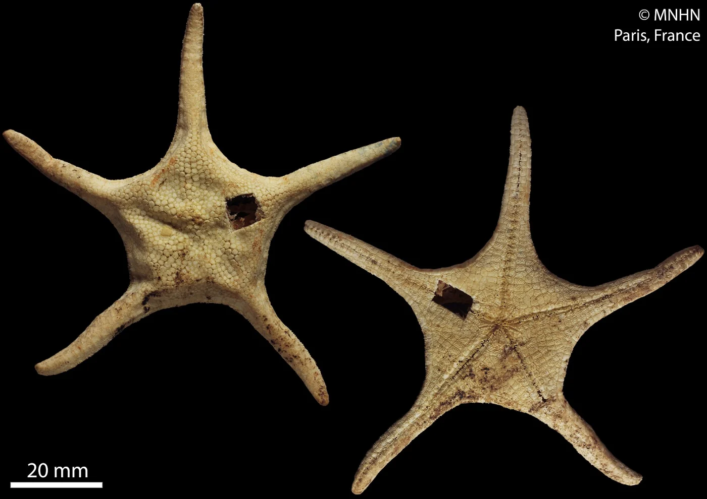 Sibogaster digitatus