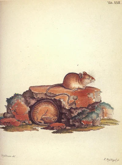 Tian Shan Birch Mouse