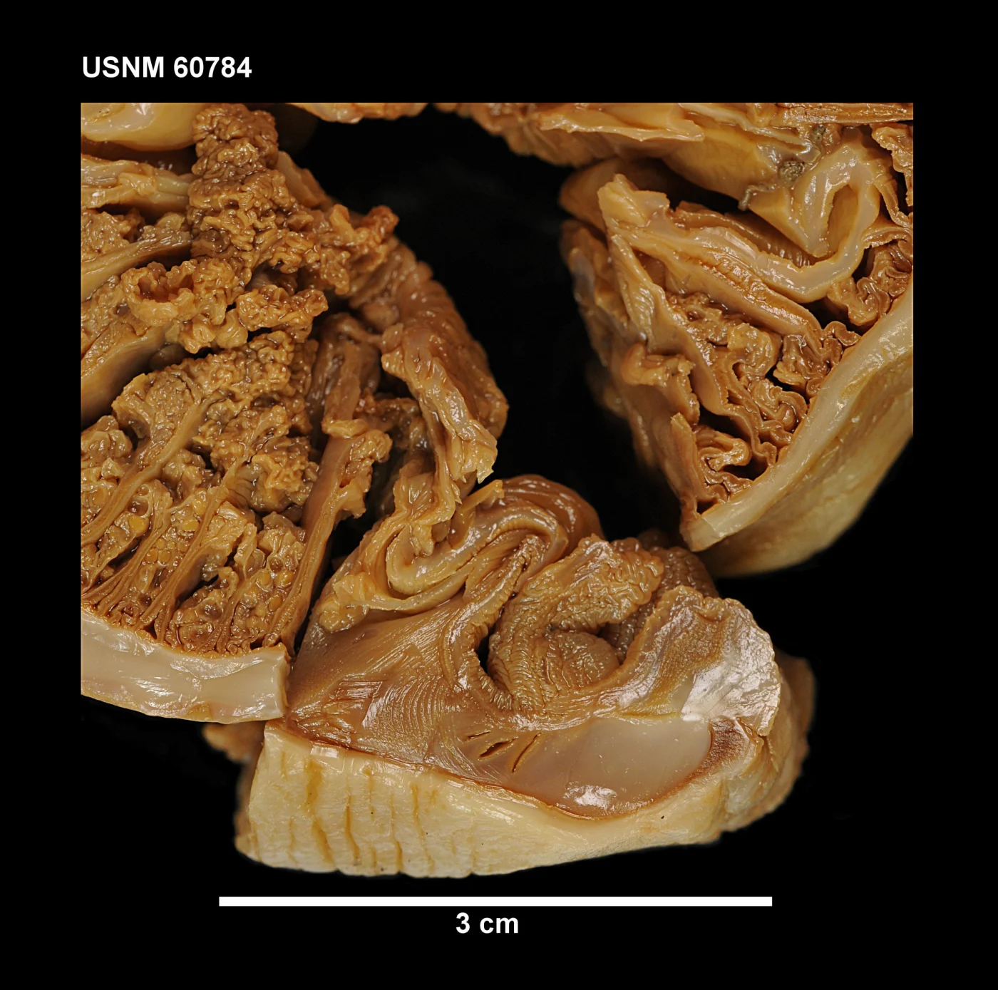 Sicyonis erythrocephala