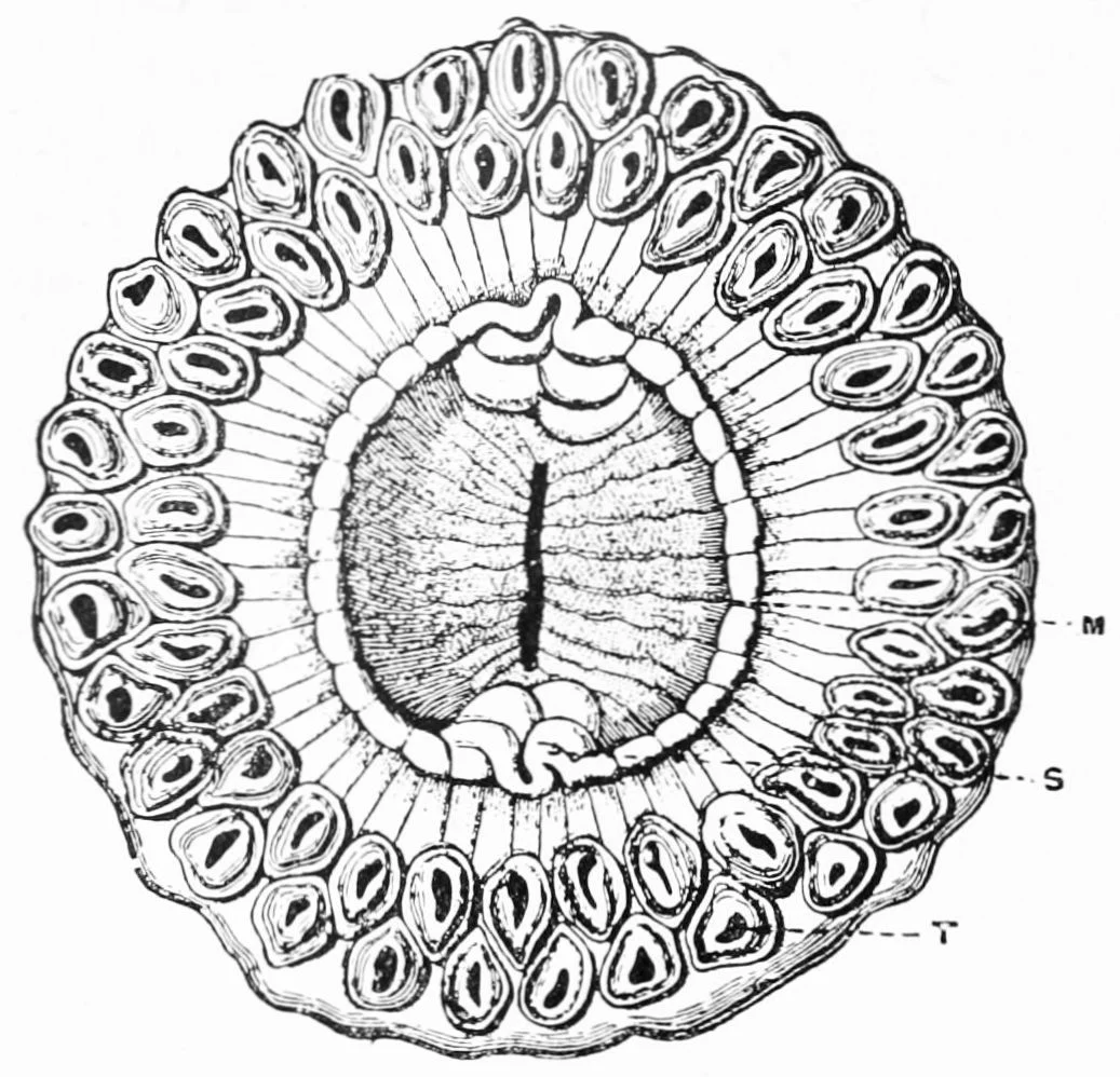 Sicyonis variabilis